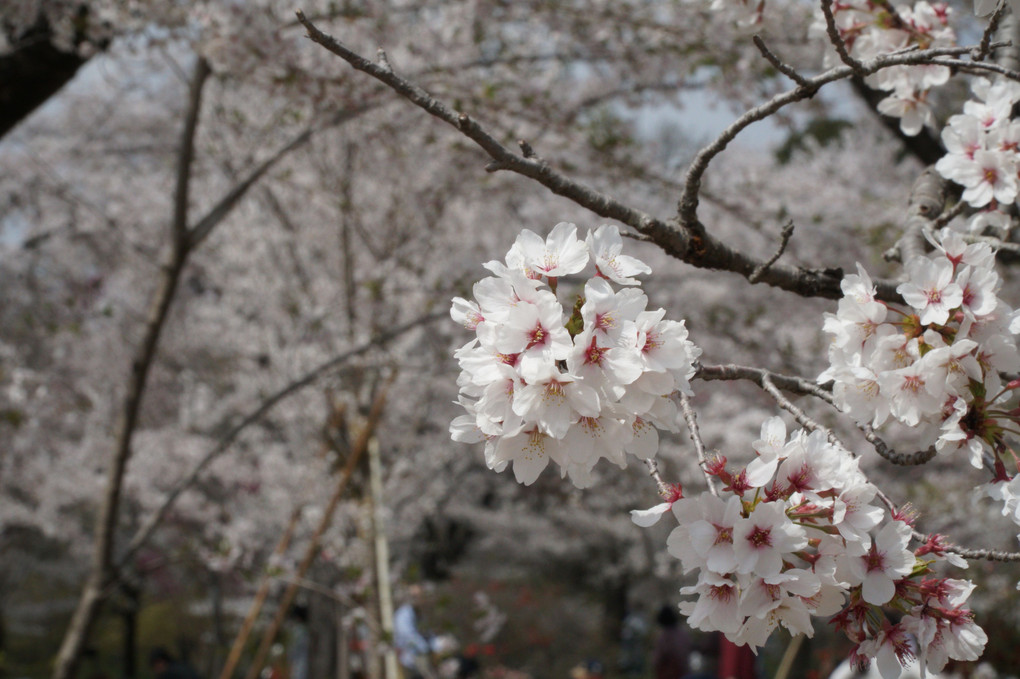京都府立植物園（４月１日）