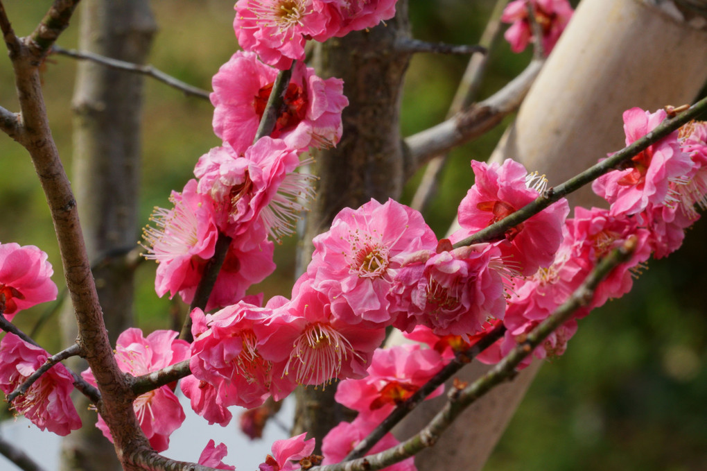 京都府立植物園（２月２４日）