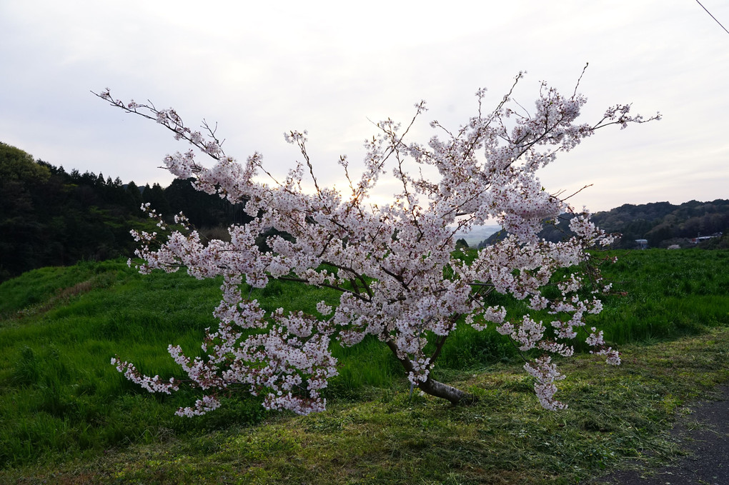 糸島桜