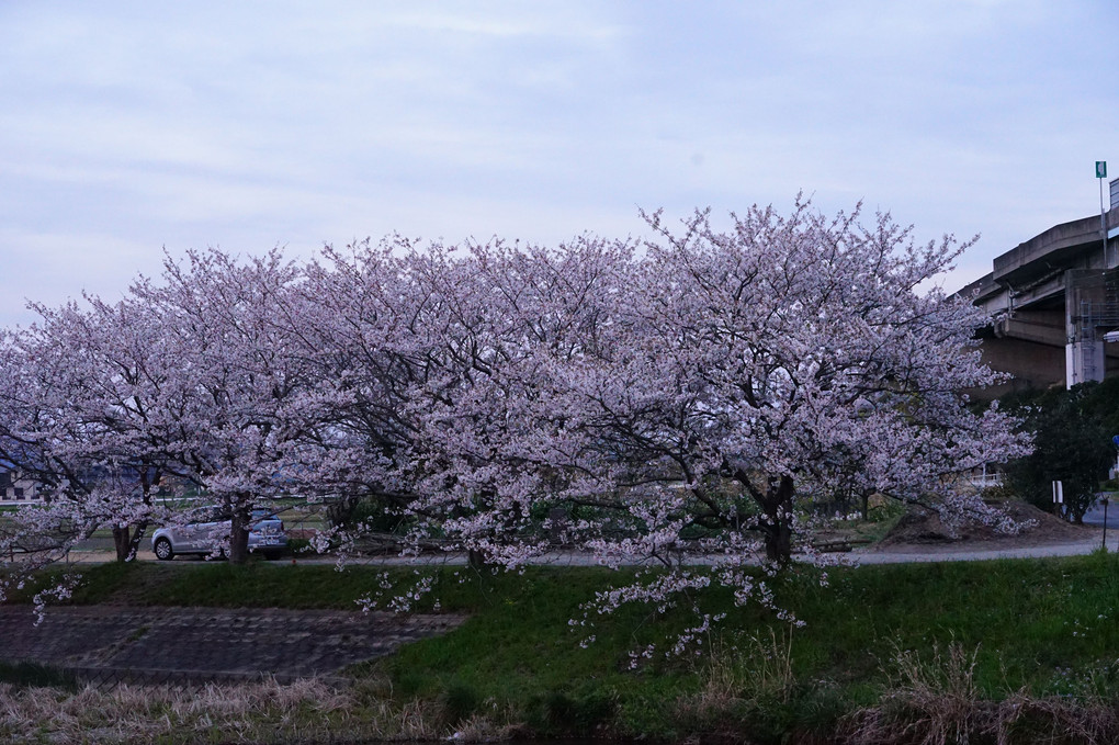 糸島桜