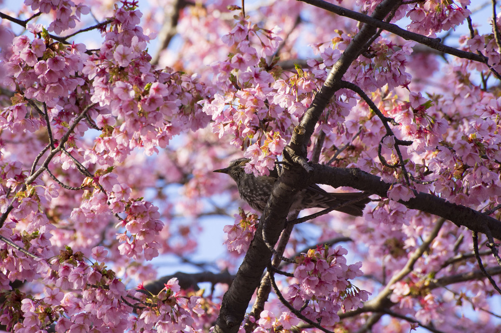 新宿御苑ノ寒桜