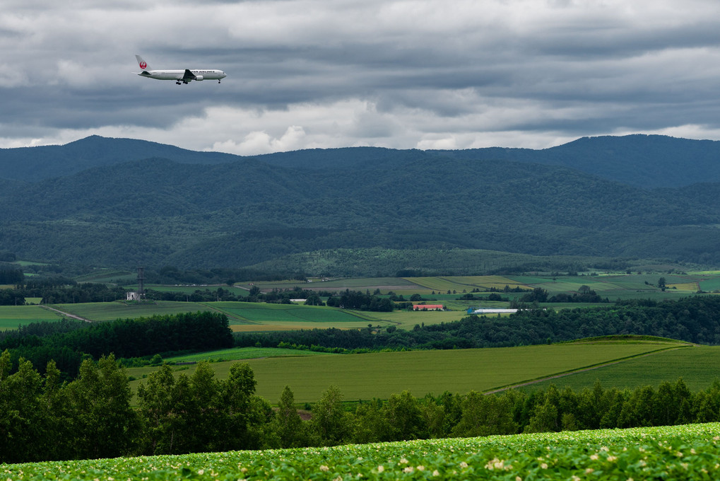 芋の花咲く丘と飛行機