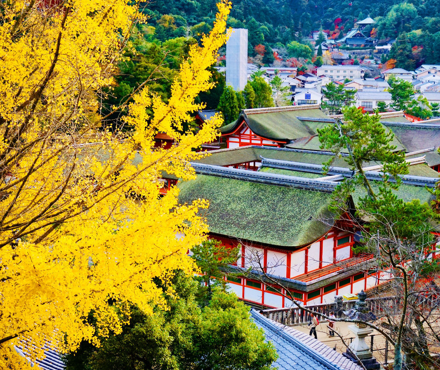 黄金色のイチョウの木と本殿／厳島神社🍂