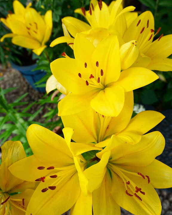 黄色のユリの花：神苑花庭園／筥崎宮💐