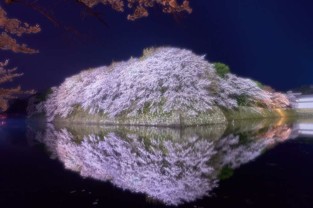 彦根城、夜桜