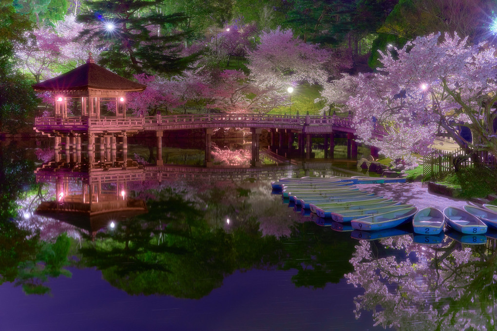 浮見堂、夜桜