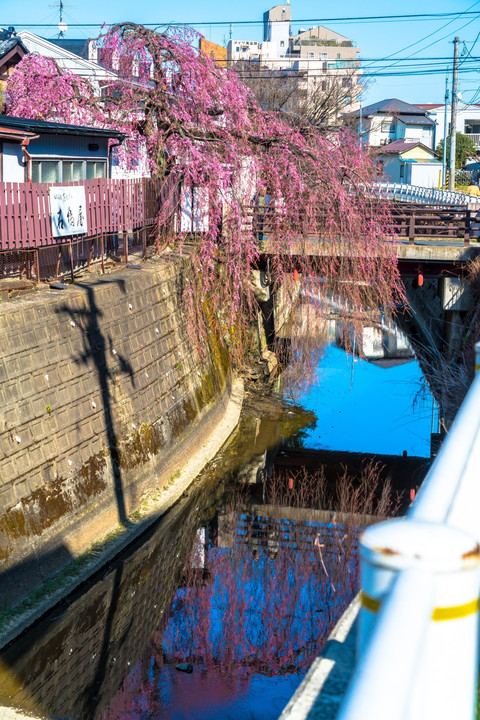 reflection枝垂れ桜