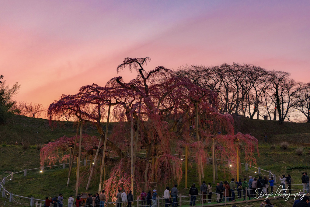 夕焼けの滝桜