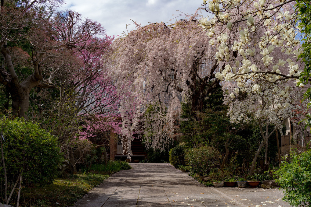 枝垂れ桜と木蓮