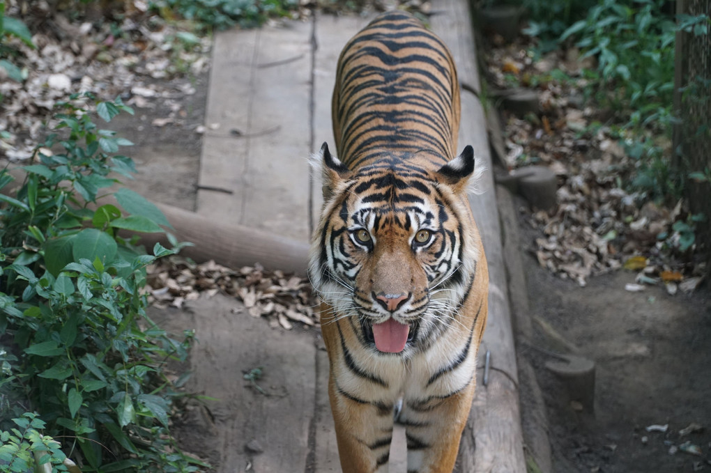 上野動物園