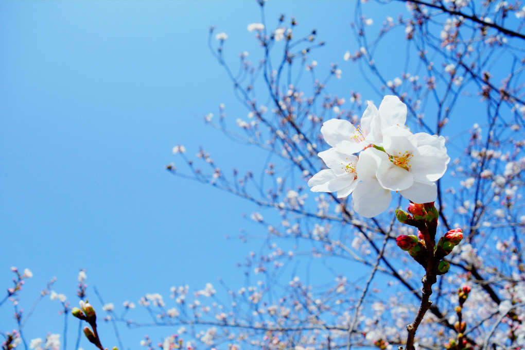良い桜の写真が撮れました。