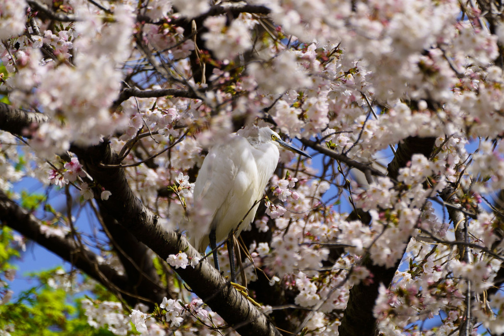 桜とコサギ