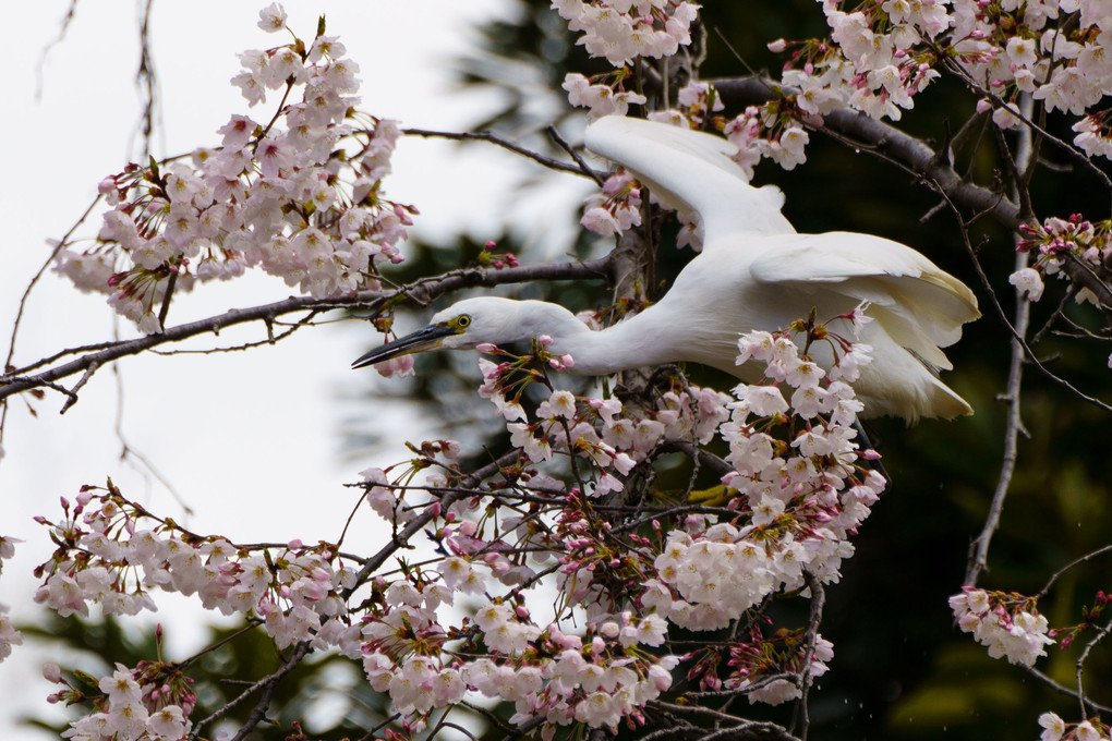 桜とコサギ