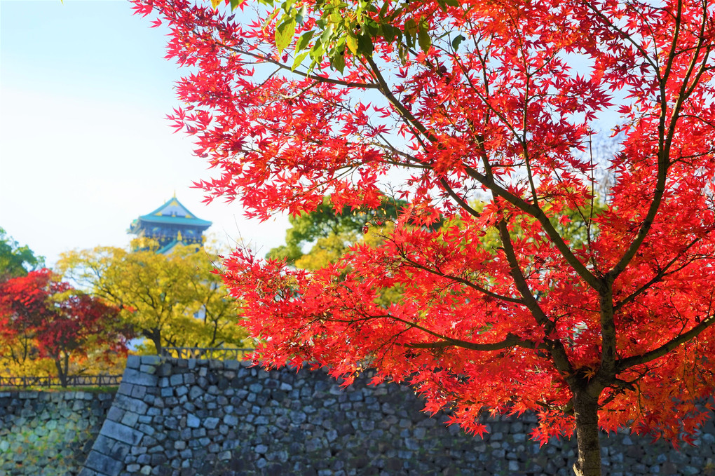大阪城の秋