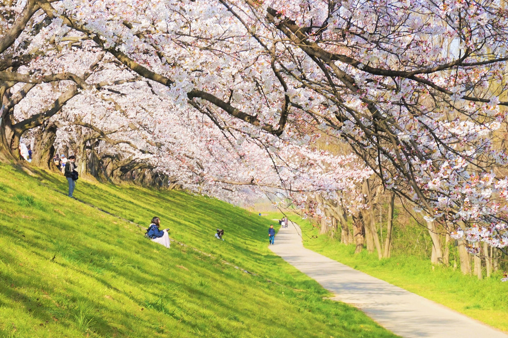 背割堤の桜