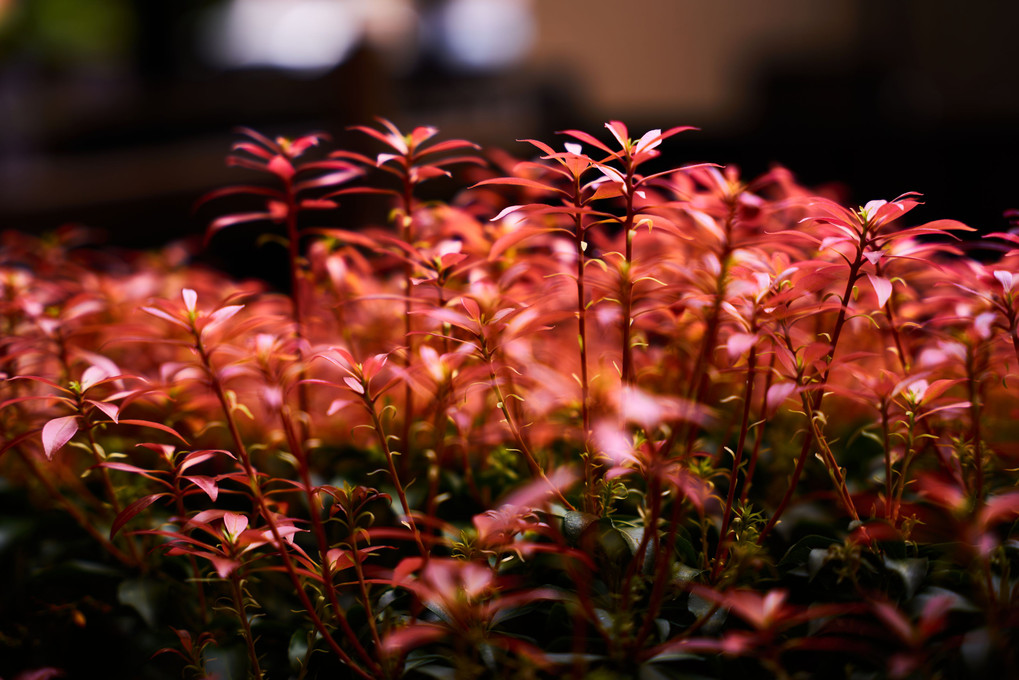 いのち 芽吹く