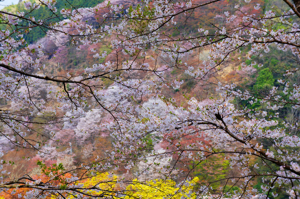 桜 サクラ SAKURA ～吉野山～