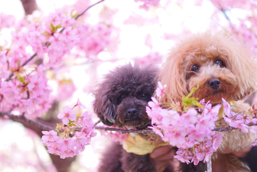 河津桜とモフモフちゃん