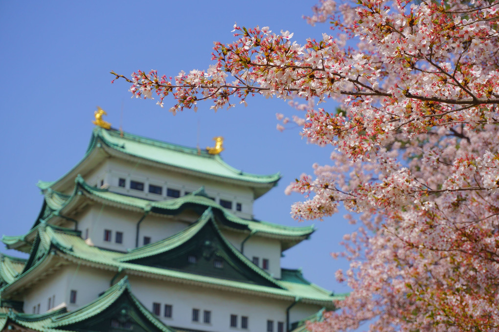 春の名古屋城