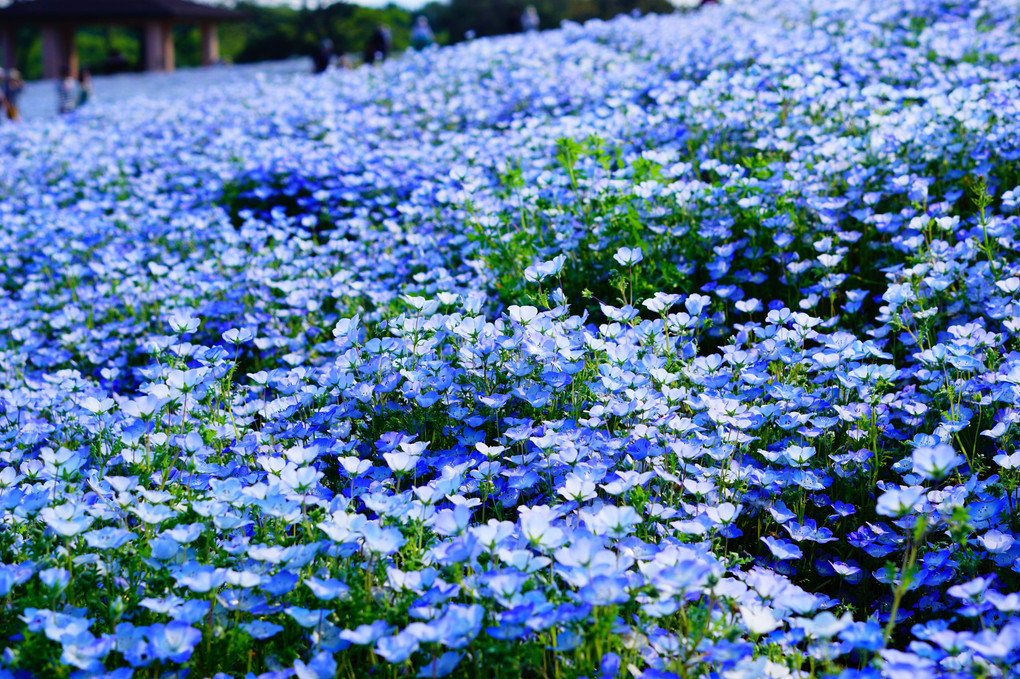 青い花畑