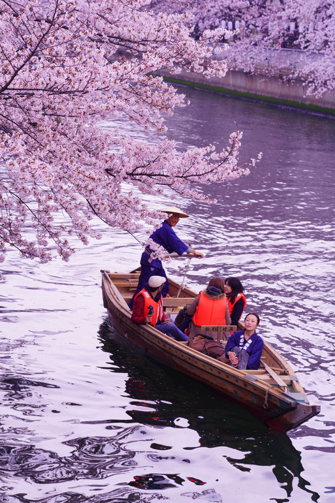 お江戸深川桜まつり