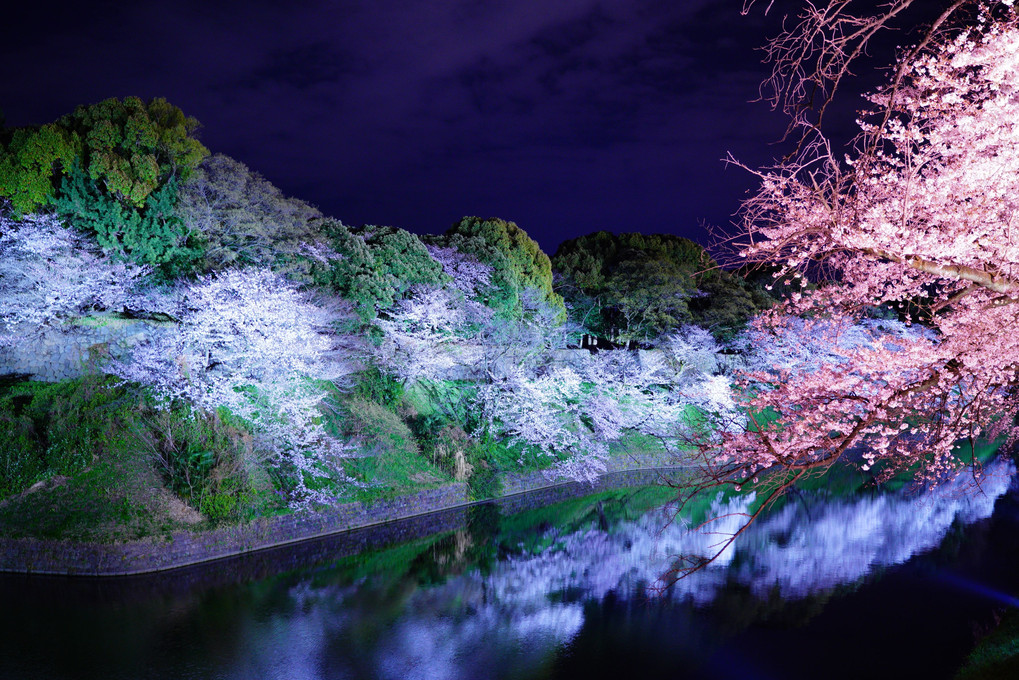 夜の千鳥ヶ淵