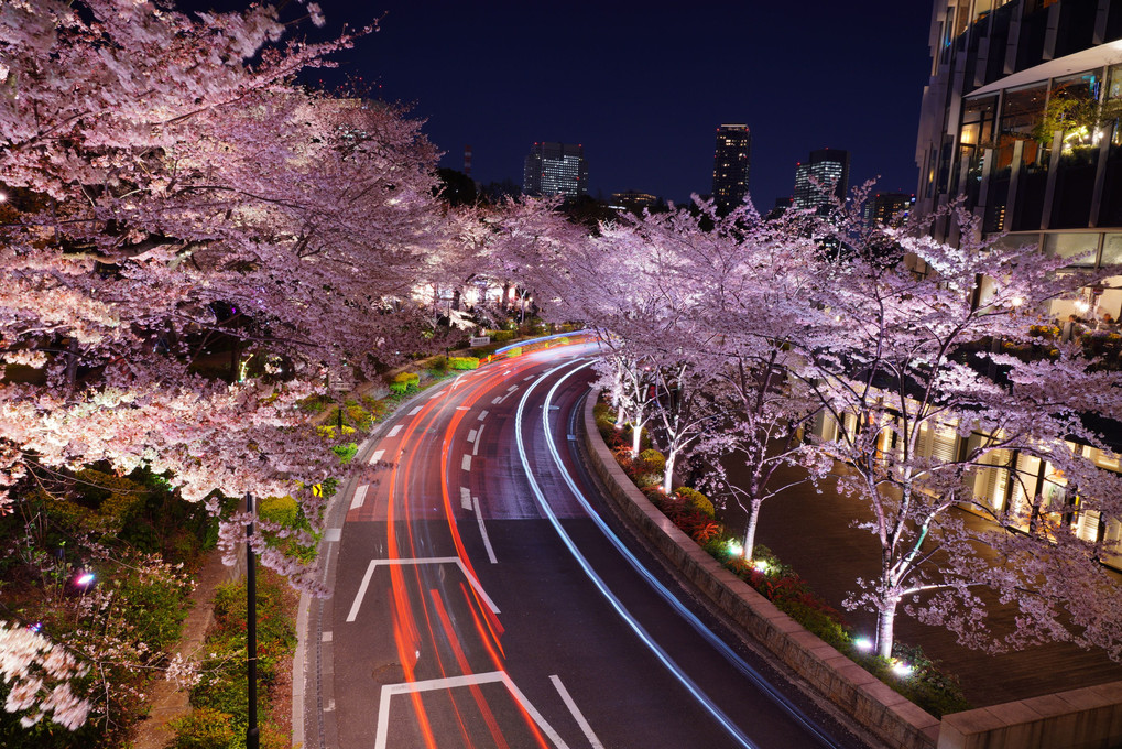 東京ミッドタウン 桜ライトアップ