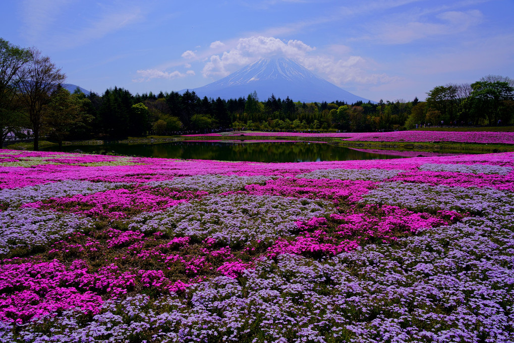 富士芝桜まつり