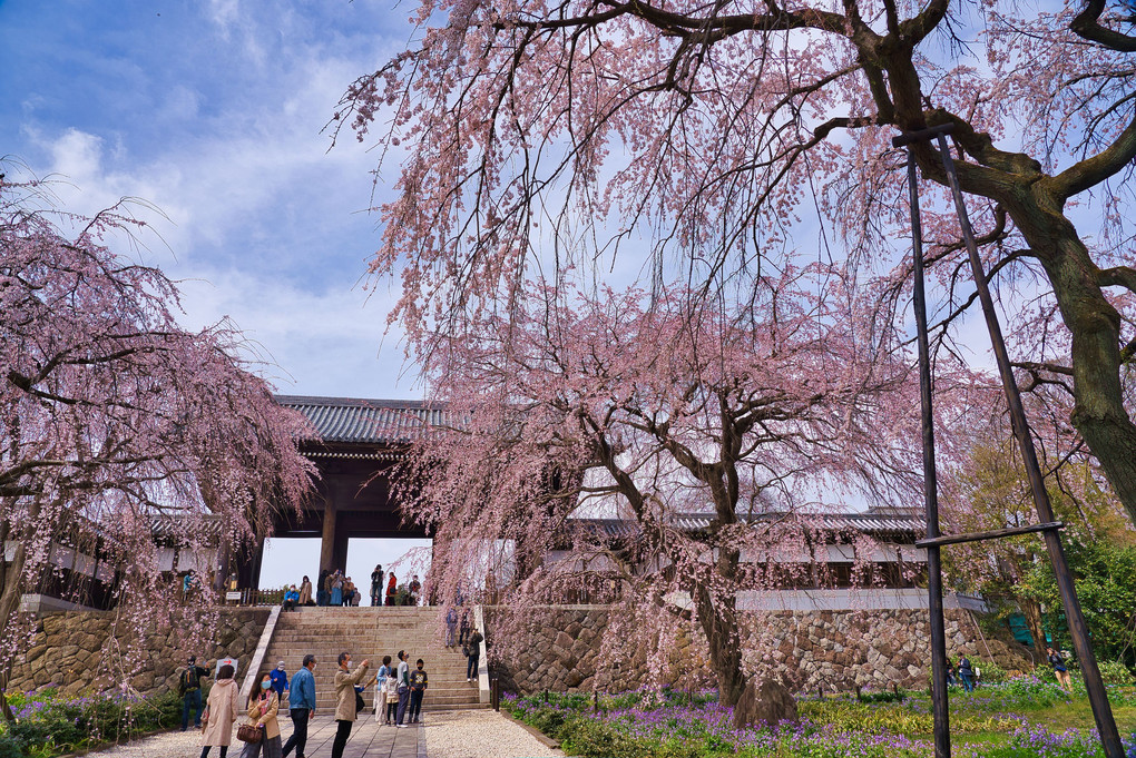 東郷寺の春