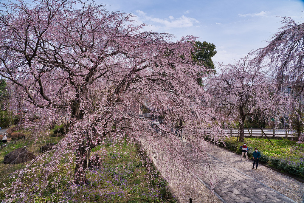 東郷寺の春