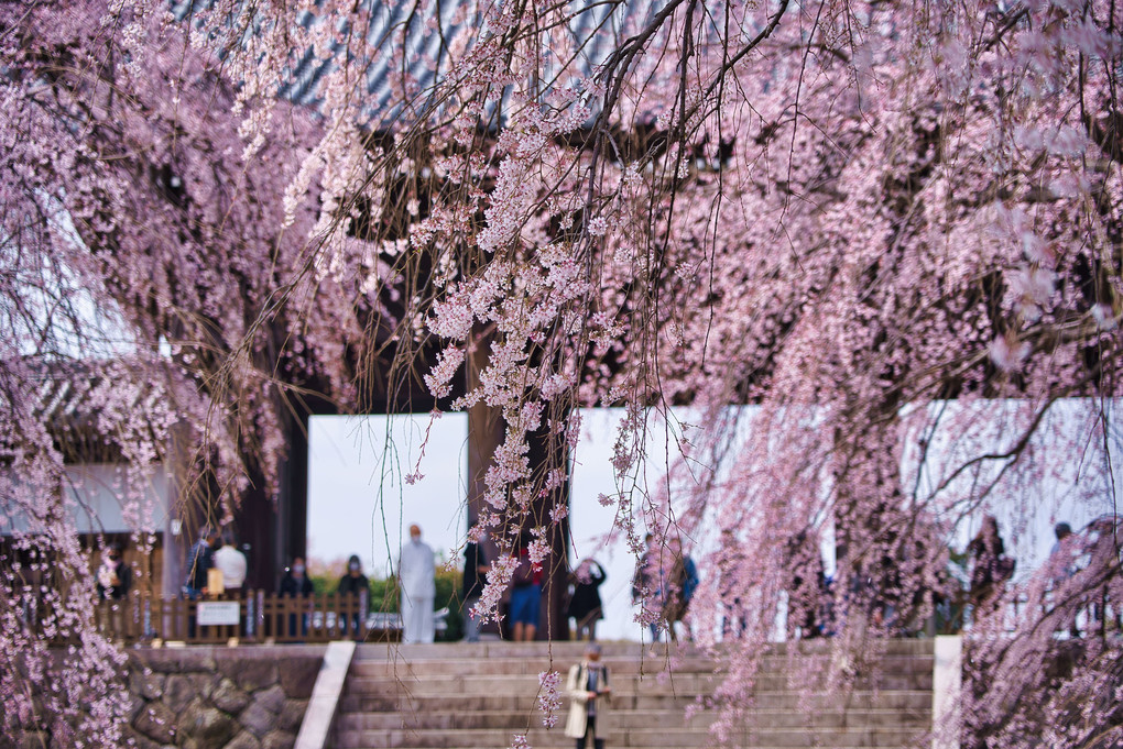 東郷寺の春