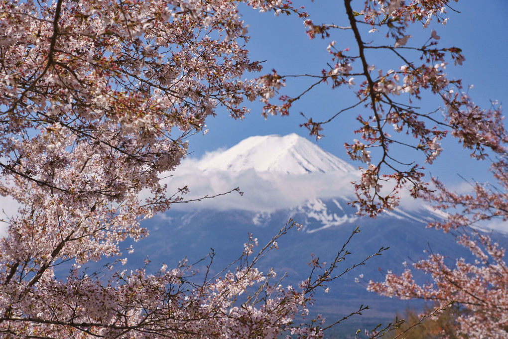 春の新倉山浅間公園