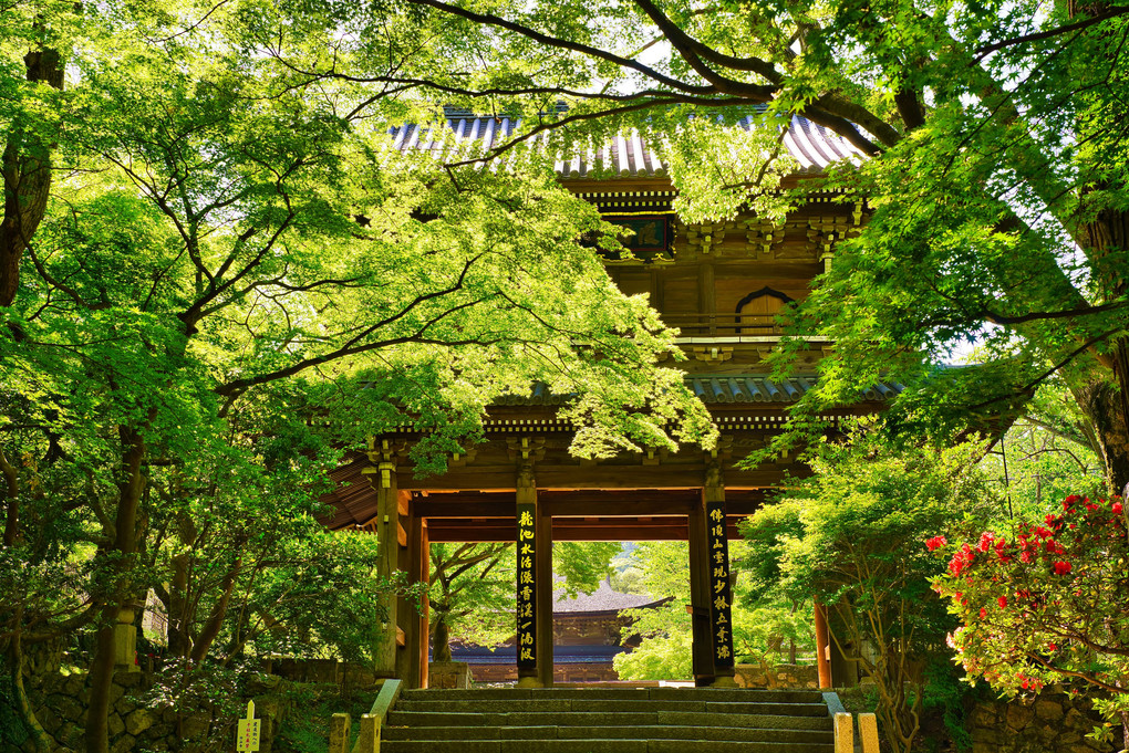 新緑の功山寺