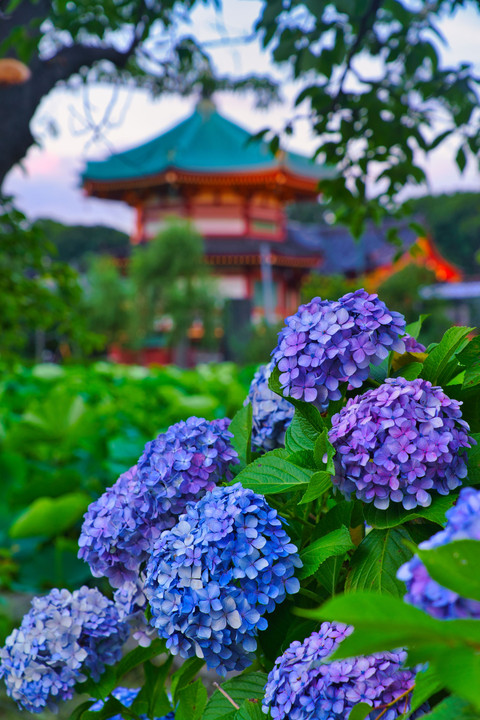 紫陽花慕情