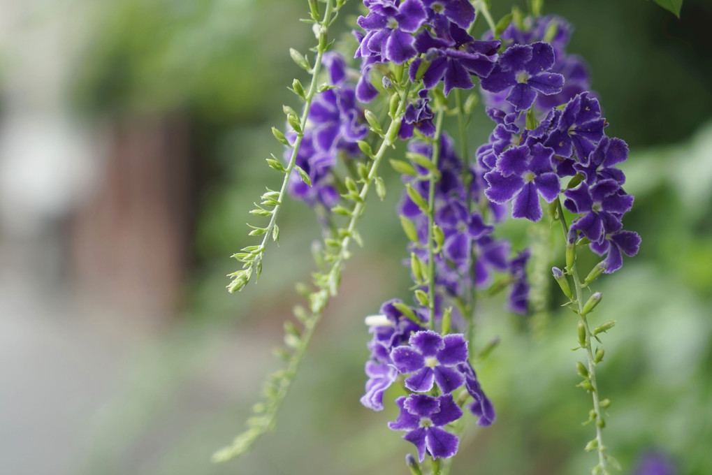 Duranta 