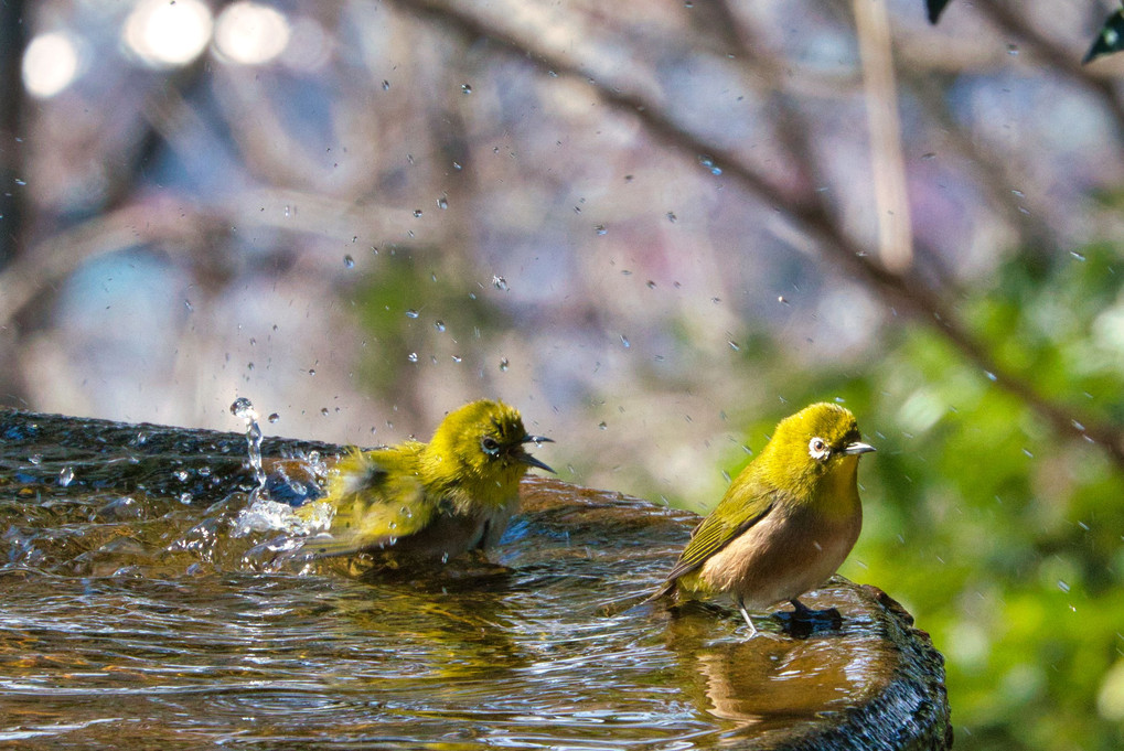 野鳥の水浴び