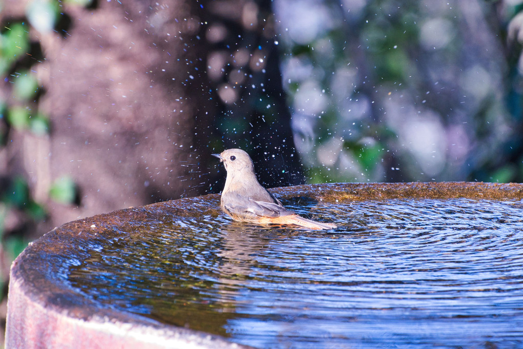 野鳥の水浴び