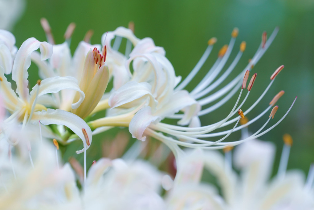 秋の花火咲く