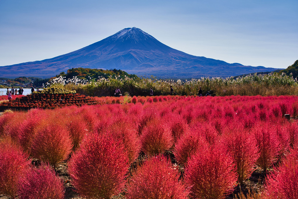 紅色コキアと富士山