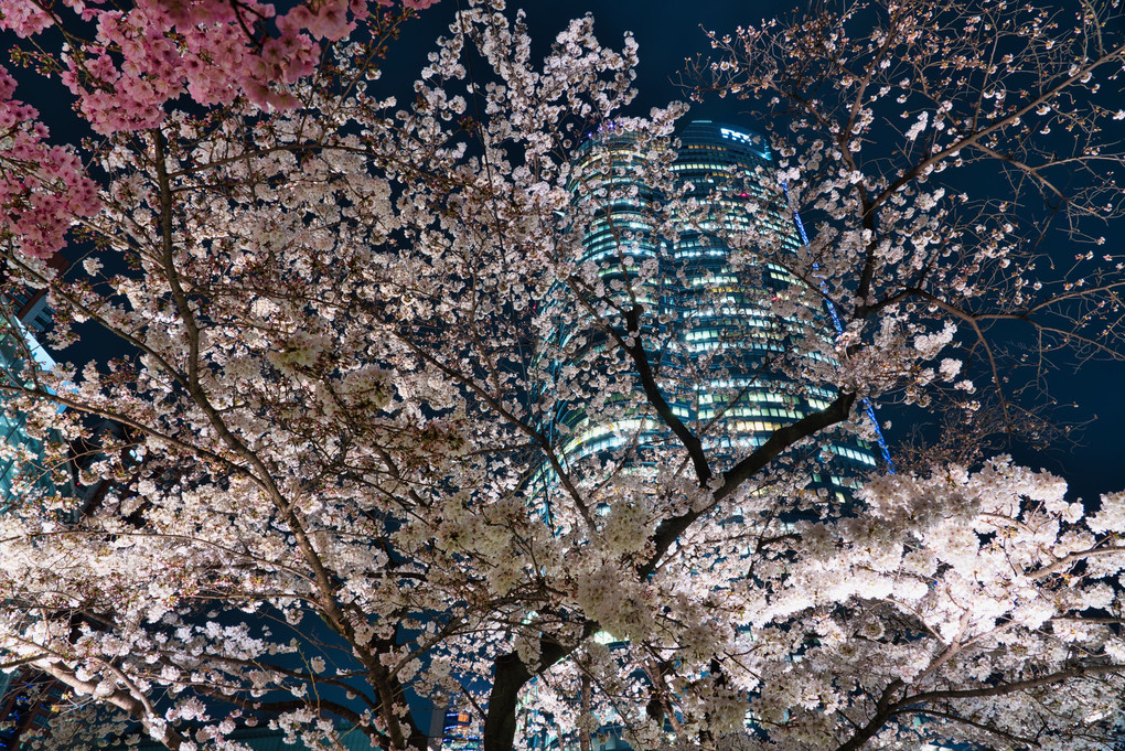 六本木夜桜散歩