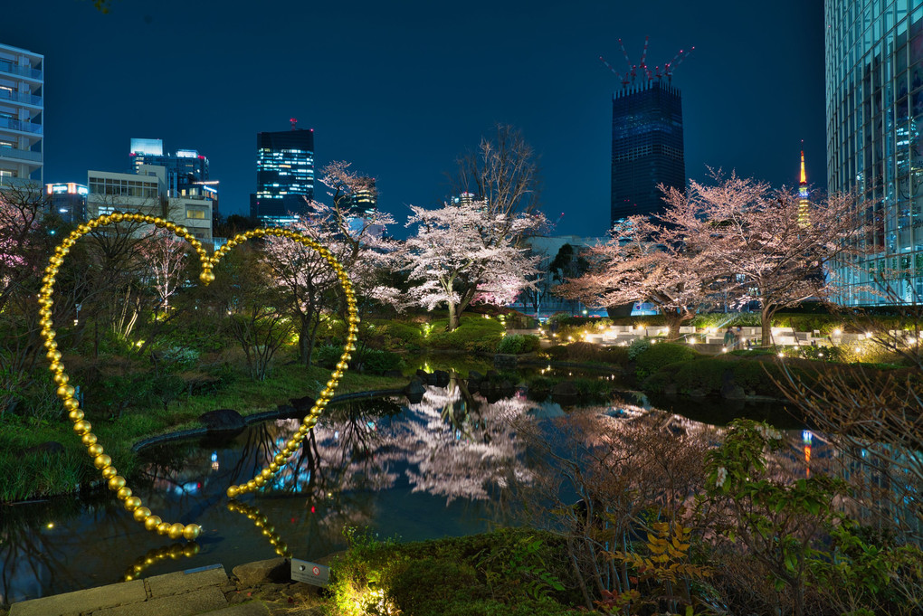 六本木夜桜散歩