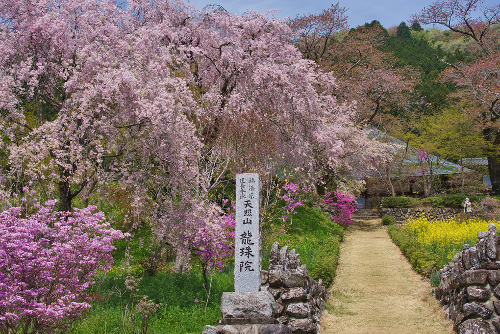 花寺の春