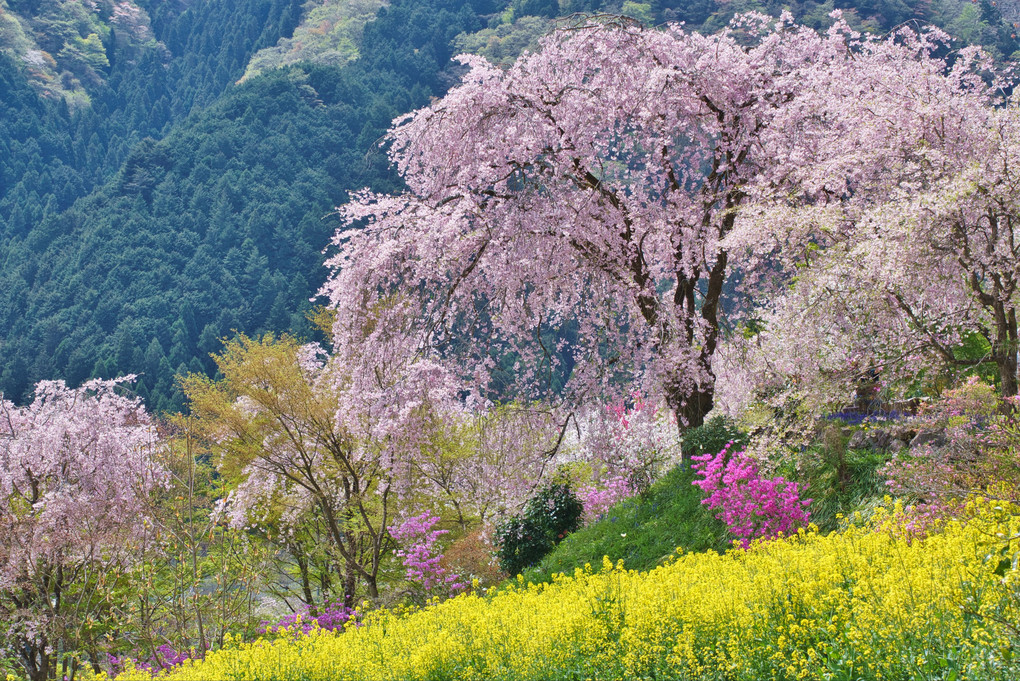 花寺の春