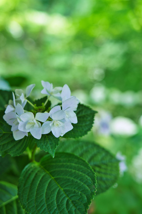 紫陽花咲く一条恵観山荘