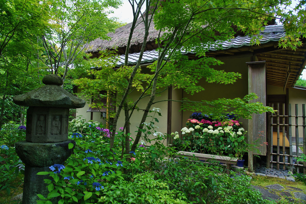 紫陽花咲く一条恵観山荘