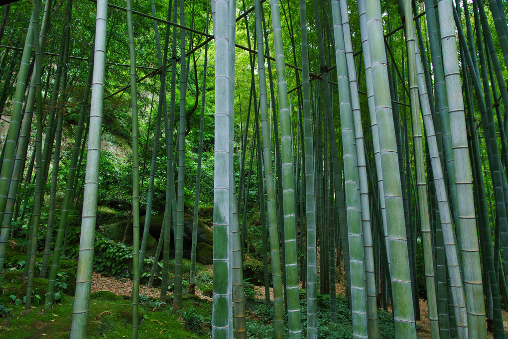 鎌倉 竹の庭