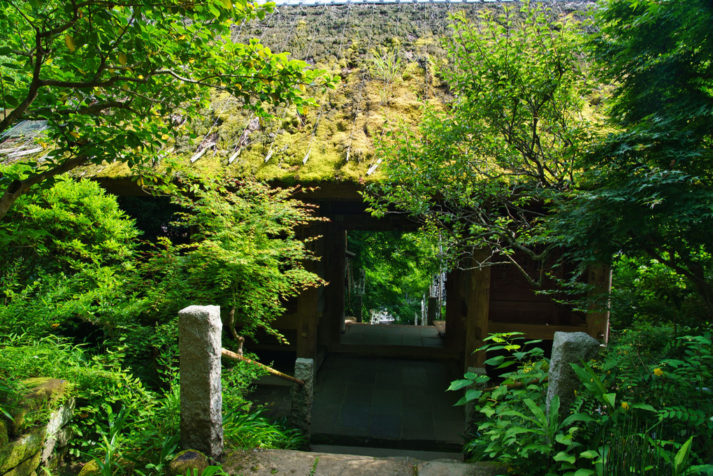 苔の風情 杉本寺