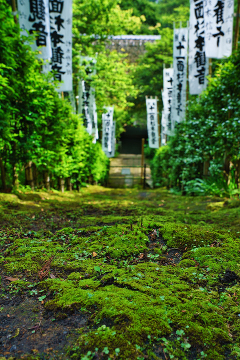 苔の風情 杉本寺