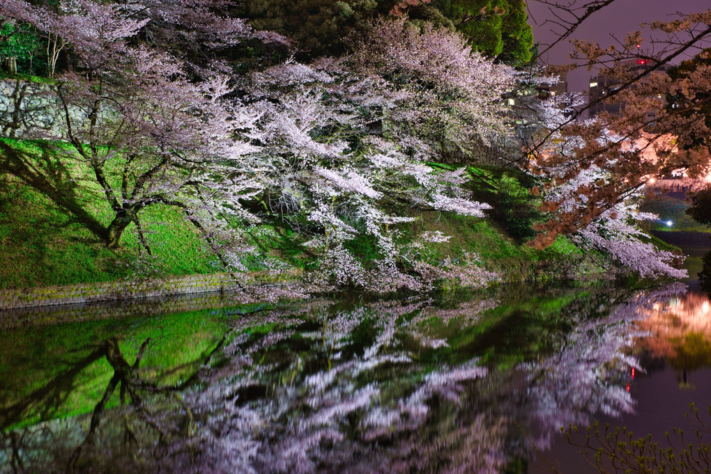 夜桜さんぽ