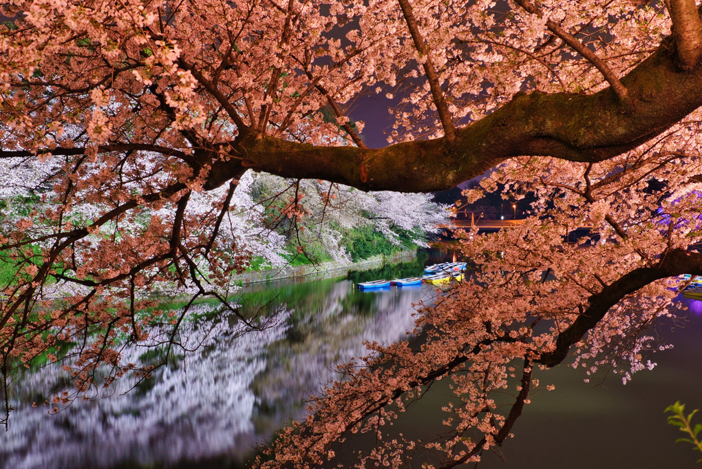 夜桜さんぽ